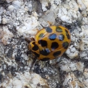 Harmonia conformis at Paddys River, ACT - 20 Dec 2020