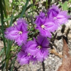 Thysanotus tuberosus subsp. tuberosus (Common Fringe-lily) at Gibraltar Pines - 20 Dec 2020 by tpreston