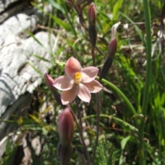 Thelymitra rubra (Salmon Sun Orchid) at Nangus, NSW - 21 Oct 2010 by abread111