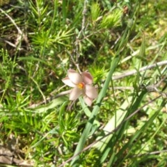 Thelymitra rubra at Nangus, NSW - 21 Oct 2010