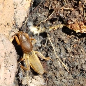 Gryllotalpa sp. (genus) at Paddys River, ACT - 20 Dec 2020 12:59 PM