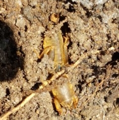 Gryllotalpa sp. (genus) at Paddys River, ACT - 20 Dec 2020 12:59 PM