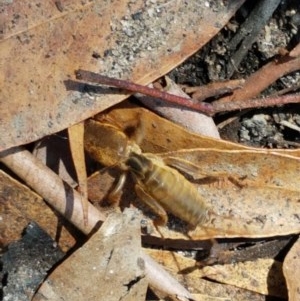 Gryllotalpa sp. (genus) at Paddys River, ACT - 20 Dec 2020 12:59 PM