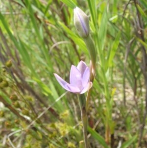 Thelymitra sp. at Nangus, NSW - 21 Oct 2010