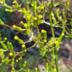 Senecio hispidulus (Hill Fireweed) at Gibraltar Pines - 20 Dec 2020 by tpreston