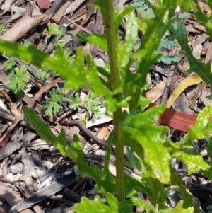 Senecio hispidulus at Paddys River, ACT - 20 Dec 2020 12:58 PM