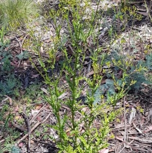 Senecio hispidulus at Paddys River, ACT - 20 Dec 2020 12:58 PM