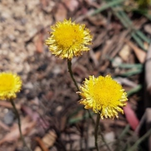 Coronidium scorpioides at Paddys River, ACT - 20 Dec 2020