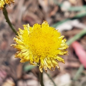 Coronidium scorpioides at Paddys River, ACT - 20 Dec 2020