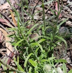 Coronidium scorpioides at Paddys River, ACT - 20 Dec 2020 12:57 PM