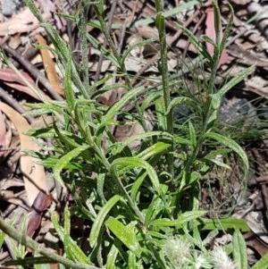 Coronidium scorpioides at Paddys River, ACT - 20 Dec 2020