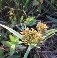 Cyperus congestus (Dense Flat-sedge) at Acton, ACT - 20 Dec 2020 by JaneR