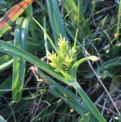 Cyperus congestus at Acton, ACT - 20 Dec 2020