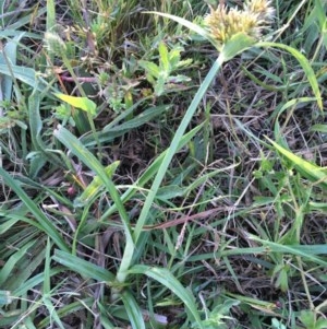 Cyperus congestus at Acton, ACT - 20 Dec 2020