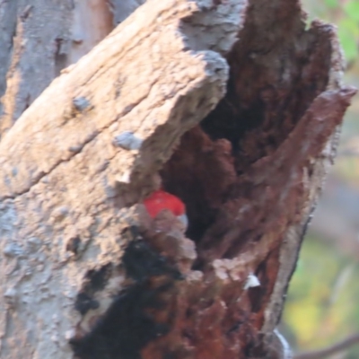 Callocephalon fimbriatum (Gang-gang Cockatoo) at Garran, ACT - 20 Dec 2020 by roymcd