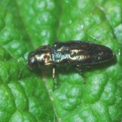 Aaaaba fossicollis (Raspberry jewel beetle) at Downer, ACT - 19 Dec 2020 by Harrisi