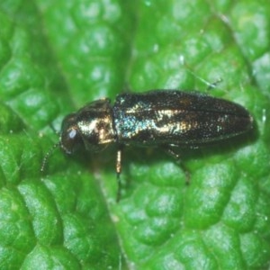 Aaaaba fossicollis at Downer, ACT - 19 Dec 2020