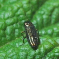 Aaaaba fossicollis at Downer, ACT - 19 Dec 2020