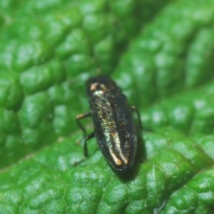 Aaaaba fossicollis at Downer, ACT - 19 Dec 2020