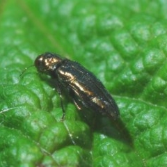 Aaaaba fossicollis at Downer, ACT - 19 Dec 2020