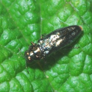 Aaaaba fossicollis at Downer, ACT - 19 Dec 2020