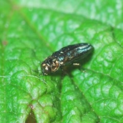 Aaaaba fossicollis at Downer, ACT - 19 Dec 2020