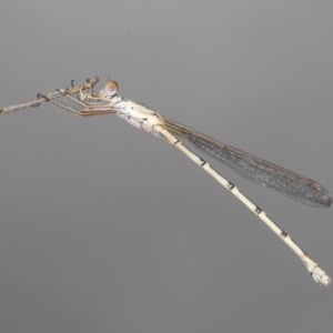 Austrolestes sp. (genus) at Downer, ACT - 19 Dec 2020