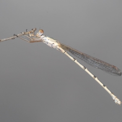 Austrolestes sp. (genus) (Ringtail damselfy) at Downer, ACT - 19 Dec 2020 by Harrisi