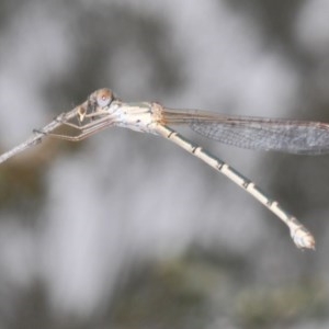 Austrolestes sp. (genus) at Downer, ACT - 19 Dec 2020