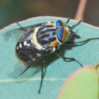 Scaptia (Scaptia) auriflua (A flower-feeding march fly) at Downer, ACT - 19 Dec 2020 by Harrisi