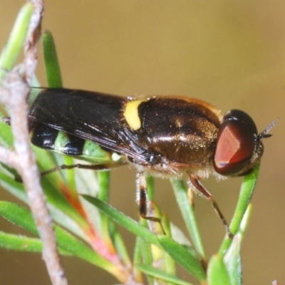 Odontomyia hunteri (Soldier fly) at Black Mountain - 17 Dec 2020 by Harrisi