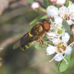 Odontomyia hunteri at Downer, ACT - 17 Dec 2020