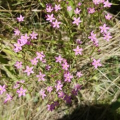 Centaurium erythraea (Common Centaury) at Griffith, ACT - 20 Dec 2020 by SRoss