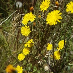 Sonchus oleraceus at Griffith, ACT - 20 Dec 2020