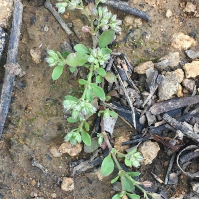 Polycarpon tetraphyllum (Four-leaf Allseed) at Mount Ainslie - 25 Nov 2020 by JaneR
