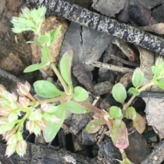 Polycarpon tetraphyllum at Majura, ACT - 25 Nov 2020 06:22 PM