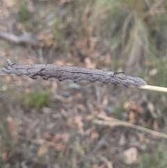 Lasiocampidae (family) IMMATURE (ALappet or Snout Moth (Lasiocampidae) at Acton, ACT - 14 Jan 2021 by HelenCross