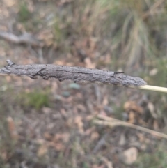 Lasiocampidae (family) immature (Lappet & Snout Moths) at Black Mountain - 14 Jan 2021 by HelenCross