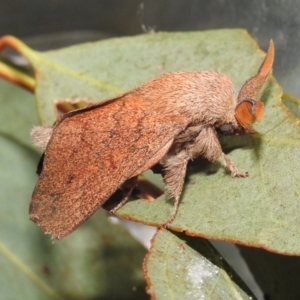 Lasiocampidae (family) immature at Acton, ACT - 14 Jan 2021