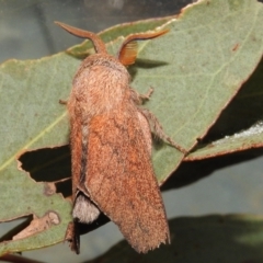 Lasiocampidae (family) immature at Acton, ACT - 14 Jan 2021