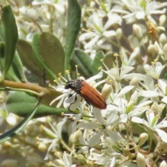 Castiarina erythroptera (Lycid Mimic Jewel Beetle) at Tuggeranong Hill - 20 Dec 2020 by Owen