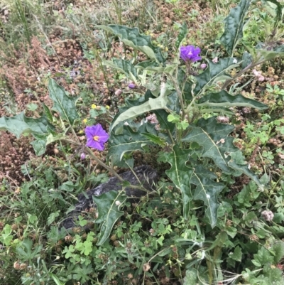 Solanum cinereum (Narrawa Burr) at Mount Ainslie - 20 Dec 2020 by bushhiker