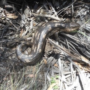 Tiliqua nigrolutea at Mount Clear, ACT - 18 Dec 2020