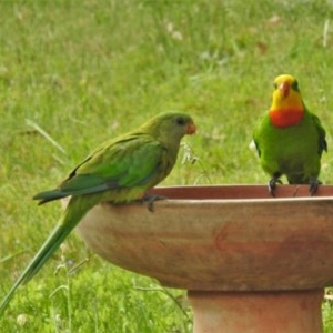 Polytelis swainsonii at Wanniassa, ACT - 21 Dec 2020