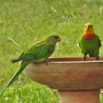 Polytelis swainsonii (Superb Parrot) at Wanniassa, ACT - 21 Dec 2020 by JohnBundock