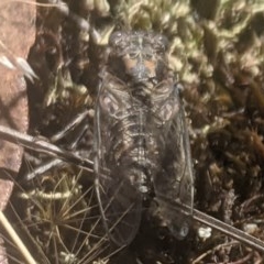 Myopsalta bassiana at Lake George, NSW - 20 Dec 2020 01:57 PM