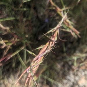 Cymbopogon refractus at Lake George, NSW - 20 Dec 2020