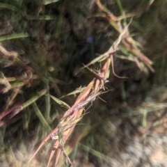 Cymbopogon refractus (Barbed-wire Grass) at Lake George, NSW - 20 Dec 2020 by MPennay