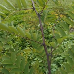 Robinia pseudoacacia (Black Locust) at Lake Burley Griffin West - 15 Mar 2020 by JBrickhill