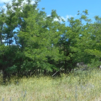 Robinia pseudoacacia (Black Locust) at Namadgi National Park - 12 Dec 2020 by JBrickhill